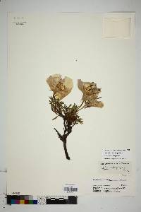 Calylophus hartwegii subsp. hartwegii image