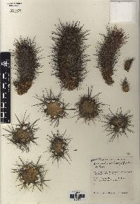 Austrocactus bertinii image