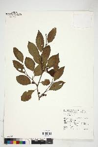 Ilex macropoda image