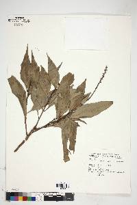 Image of Lithocarpus shinsuiensis