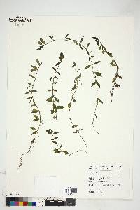 Image of Oldenlandia chrysotricha