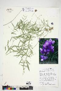 Lathyrus brachycalyx subsp. zionis image