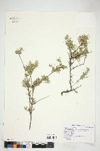 Atriplex linearis image