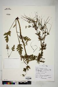 Erodium brachycarpum image