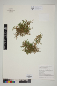 Selaginella underwoodii image