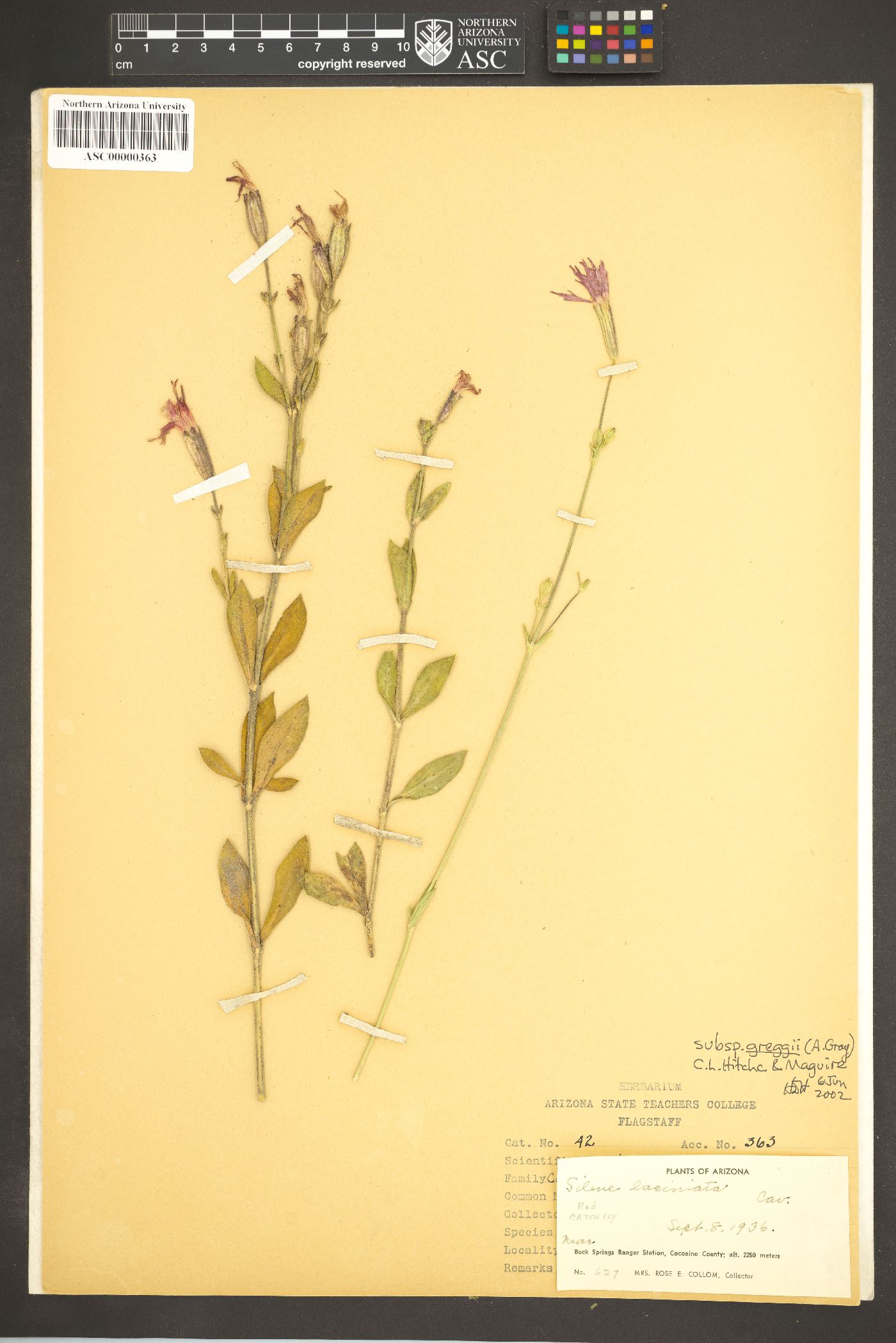 Silene laciniata subsp. greggii image