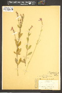 Silene laciniata subsp. greggii image