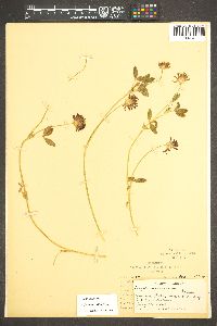 Trifolium wormskioldii image