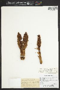Conopholis alpina image