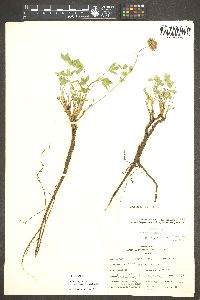 Trifolium longipes image