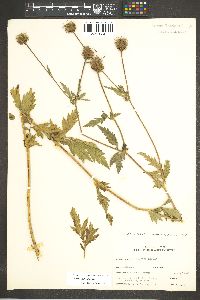 Geum aleppicum image