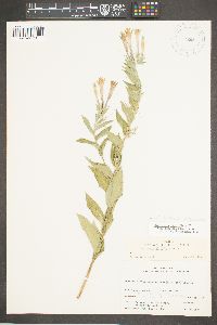Lithospermum thuberi image