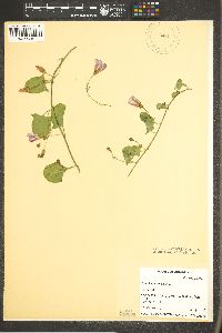 Convolvulus arvensis image