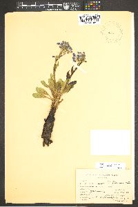 Mertensia macdougalii image