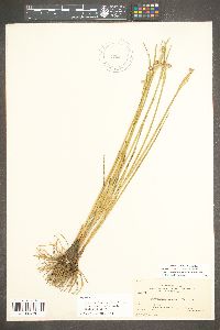 Sisyrinchium inalatum image