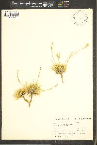 Eremogone eastwoodiae var. adenophora image