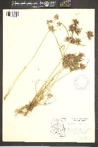 Cyperus parishii image