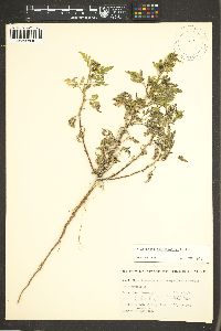 Ambrosia acanthicarpa image