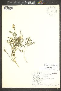 Corydalis aurea subsp. aurea image