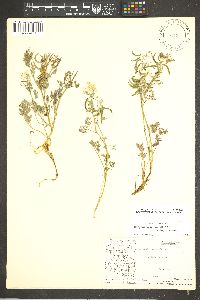 Corydalis aurea subsp. aurea image