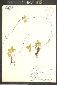 Fragaria virginiana subsp. glauca image