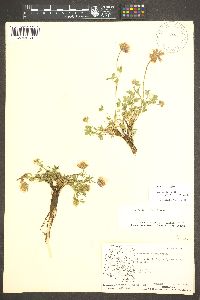 Trifolium longipes image