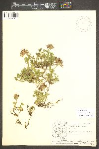 Trifolium wormskioldii image