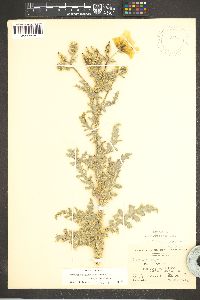 Argemone pleiacantha subsp. pleiacantha image