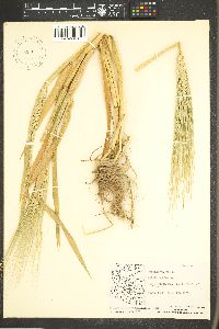 Hordeum vulgare image