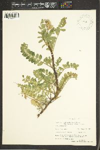 Astragalus lentiginosus var. wilsonii image
