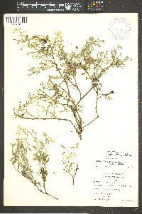 Corydalis aurea subsp. occidentalis image