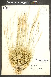 Aristida purpurea var. nealleyi image