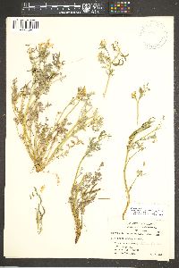 Corydalis aurea image