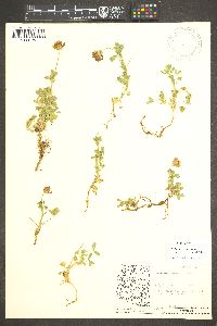 Trifolium mucronatum image