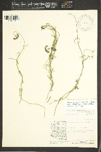 Funastrum heterophyllum image