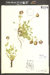 Trifolium wormskioldii image