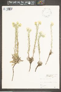 Lithospermum cobrense image