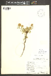 Trifolium longipes image