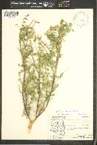 Astragalus lentiginosus var. wilsonii image