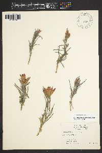 Castilleja integra image