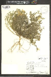 Corydalis aurea image