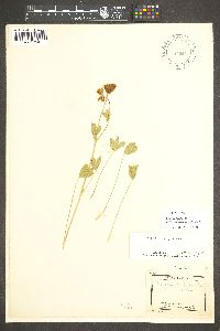 Trifolium longipes image