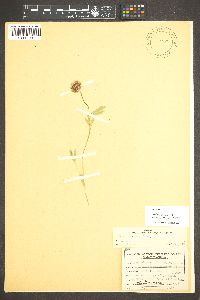 Trifolium longipes image