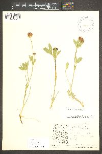 Trifolium longipes image