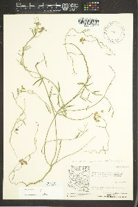 Funastrum heterophyllum image