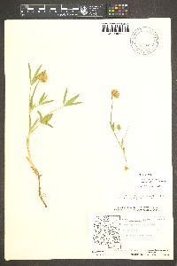 Trifolium longipes image