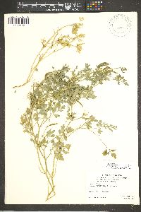 Corydalis aurea subsp. occidentalis image