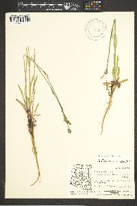 Silene drummondii image