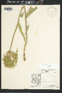 Asclepias asperula image