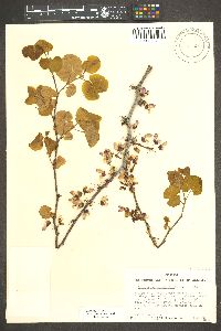 Cercis occidentalis image